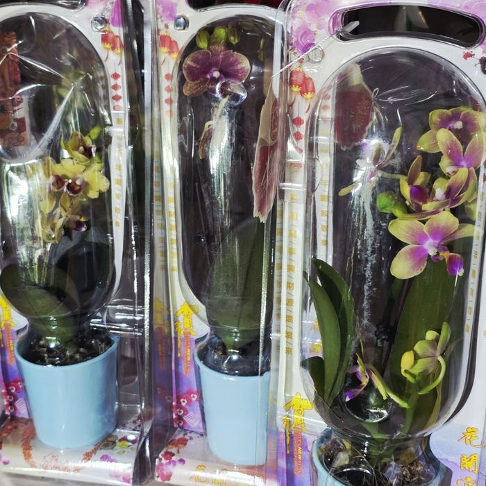 Орхидеи в праздничной упаковке