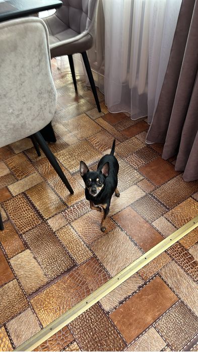 Вязка той терьера