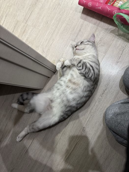 отдам кошку отдам