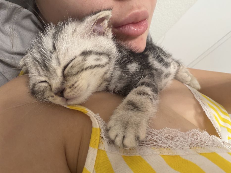 Продам вислоухова котенка