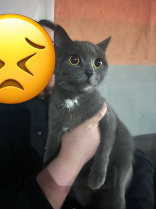 Потеряшка Астана. Найдена кошечка