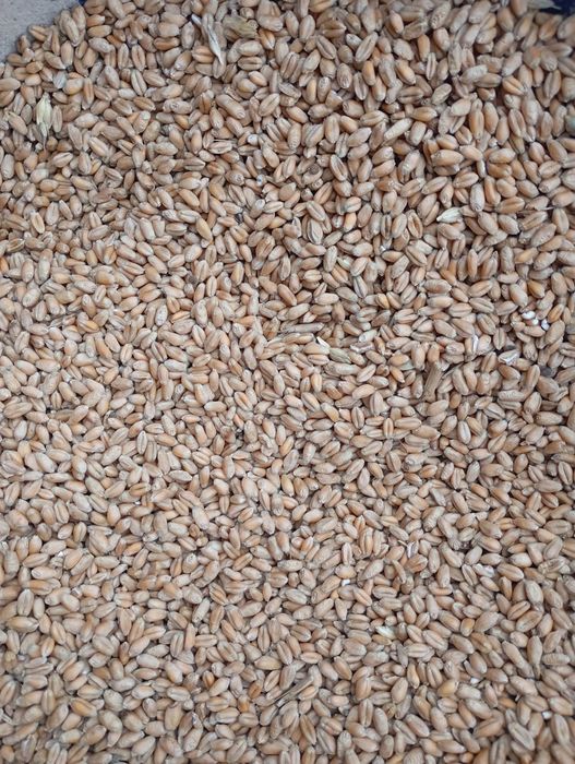 Vând cereale/ uroaie