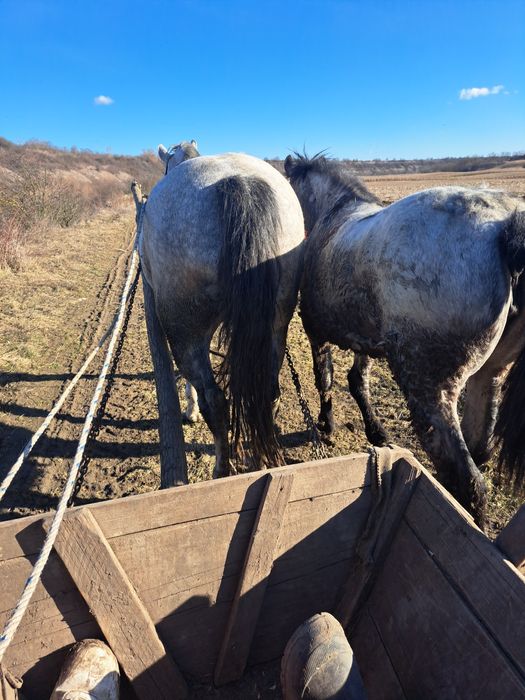 Vând manza de 7 luni