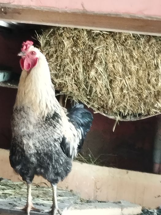 Продам молодых петушков