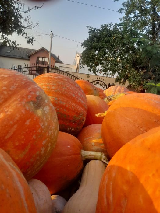 Vand dovleci placintari si Halloween