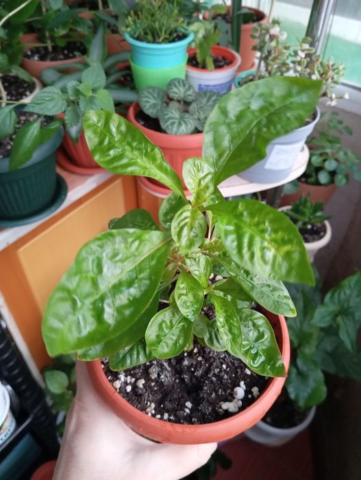 Продам растения цветы