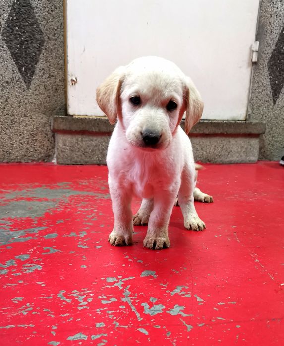 Лабрадор ретривър