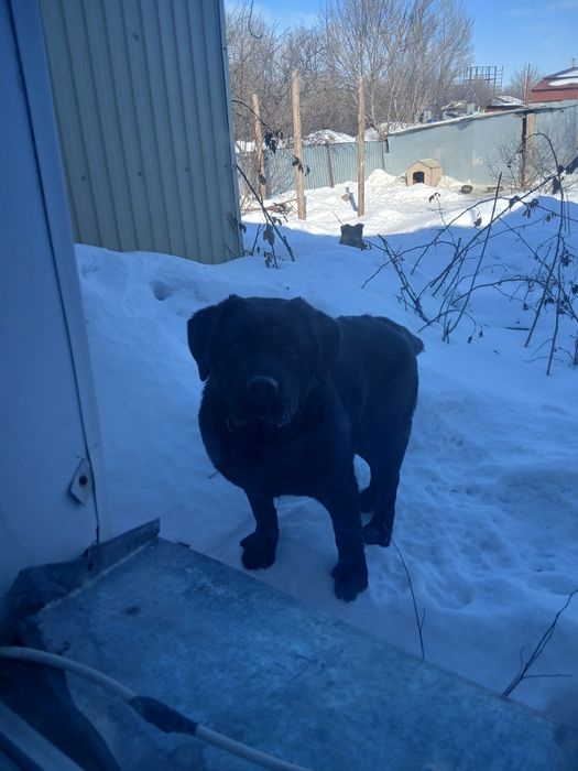 Лабрадор 6месяцев