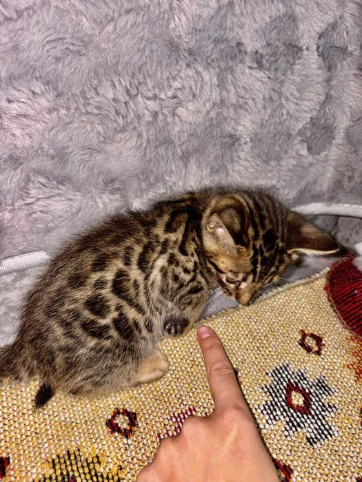 Бенгальские котята