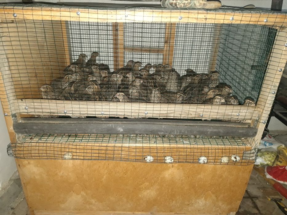 Bedena juja soriladi