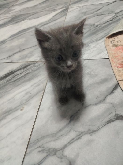 Отдам котят бесплатно