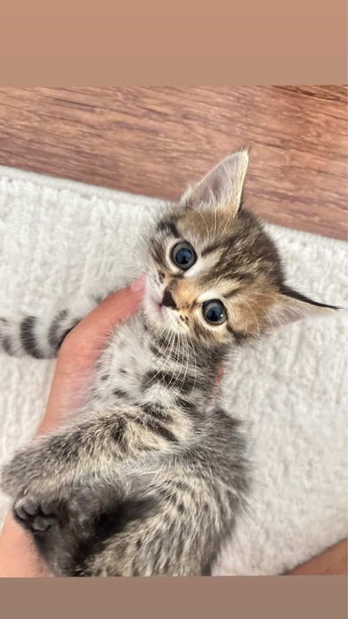 Котенок чистый домашний