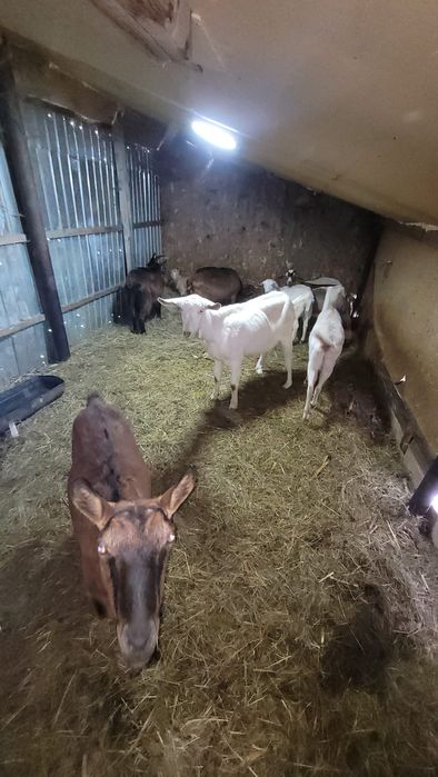 Capra mamă și fiică gestante