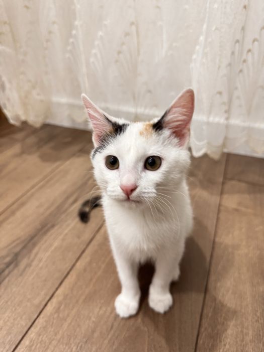 Отдам кошку в хорошие руки