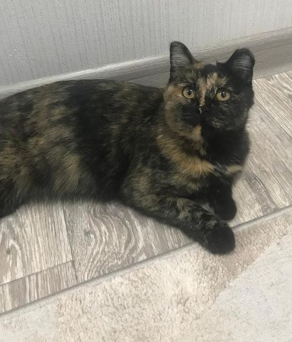 Отдам кошечку в  добрые руки