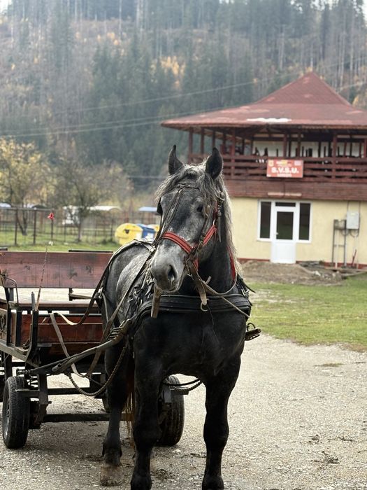 Schimb cu animale. Armasar Polonez dangalizat cu acte, inaltime 1.75