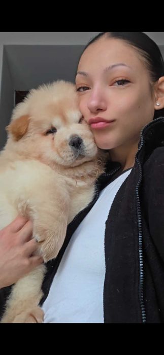Vand Pui chow chow