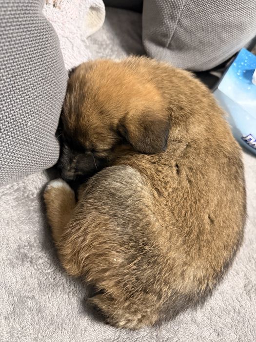 Donez pui de catel Australian Shepherd mix