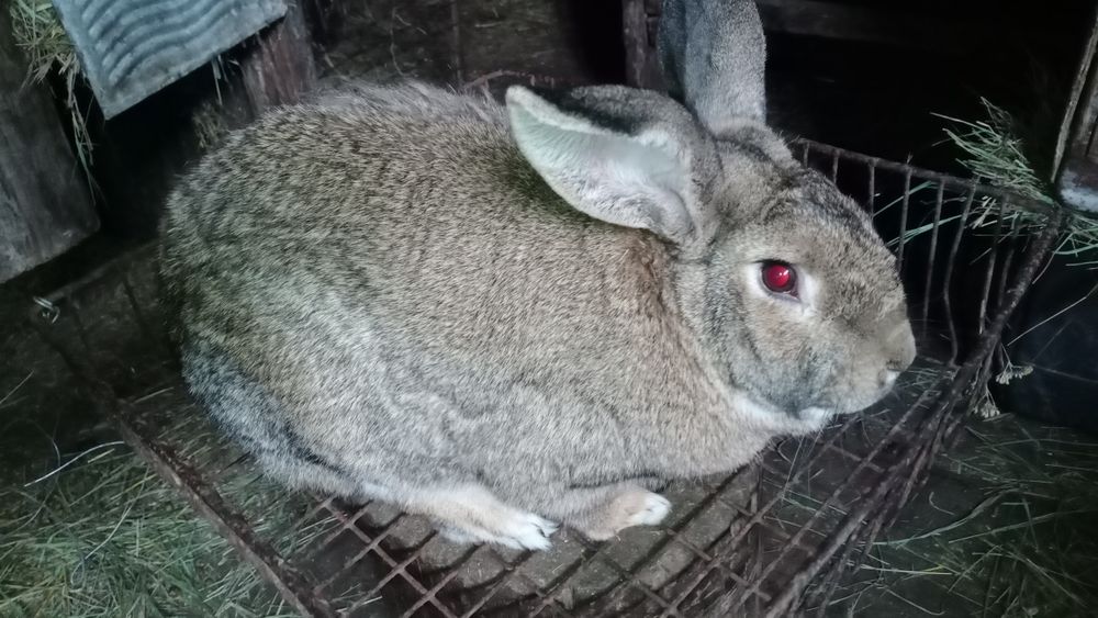 Продам кроликов,два самца