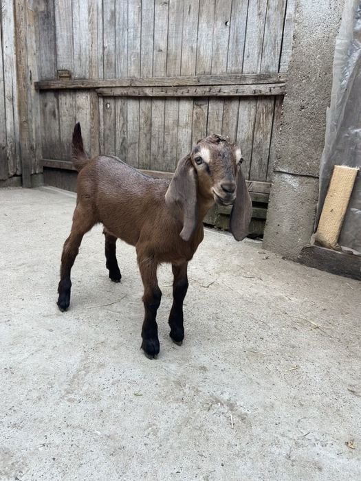 Se vând țapișorii Anglo-Nubian