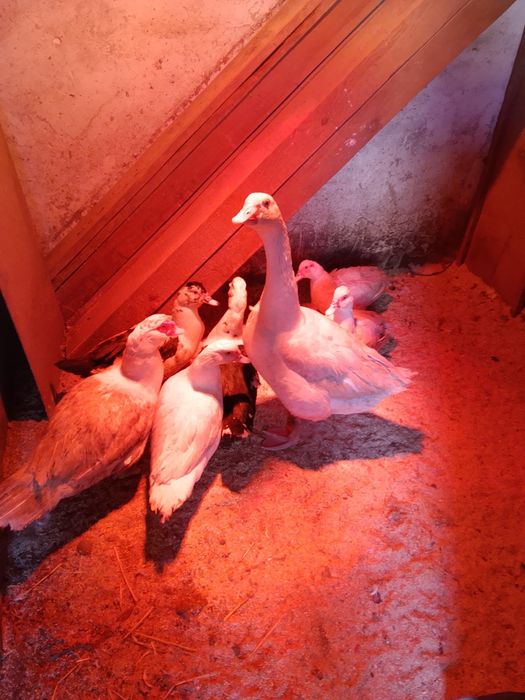 Продам уток муларды,