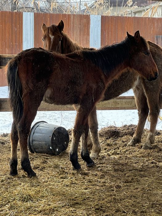 Тай жабагы жеребец жеребчик