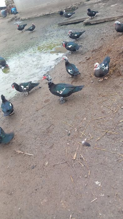 Rate mute... de anu asta