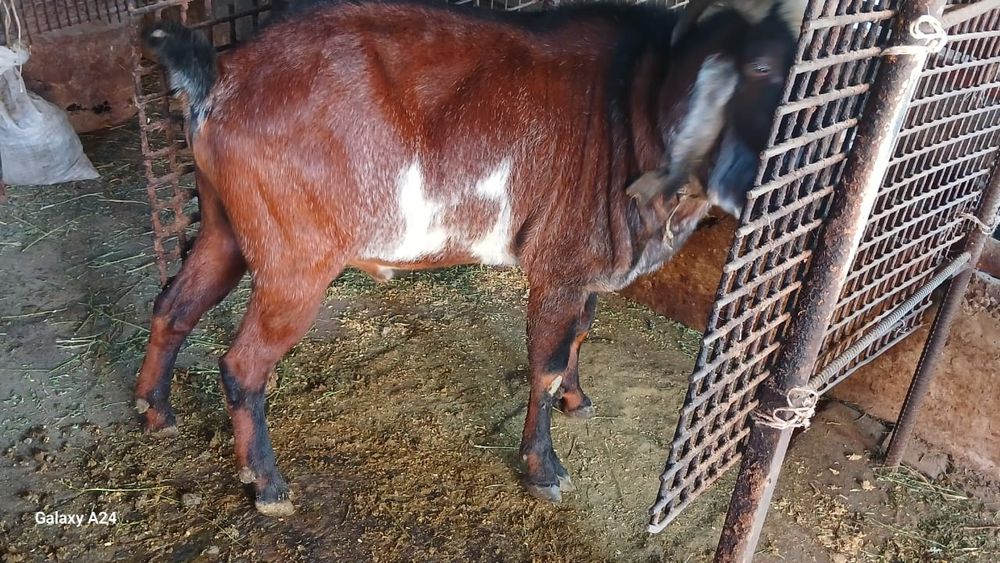 Козла для козочек