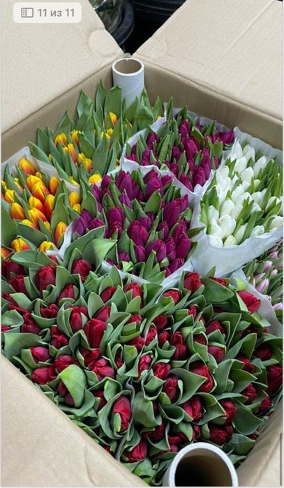 Предзаказ тюльпанов