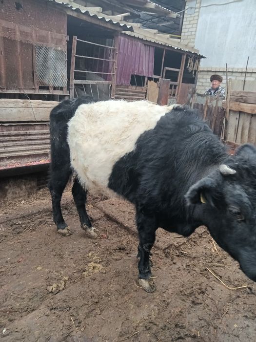 Семіз сиыр сатылады.