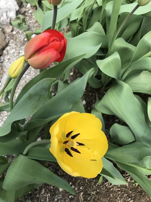 Тюльпаны букеты