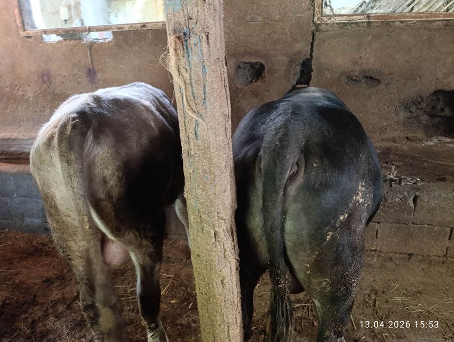 Продам двух хороших быков