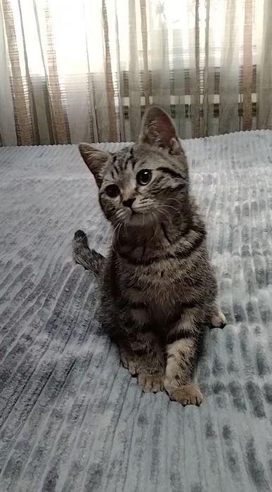 Шотландский котик. Скоттиш страйт.