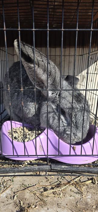 Крол фландер год и 5 месяц