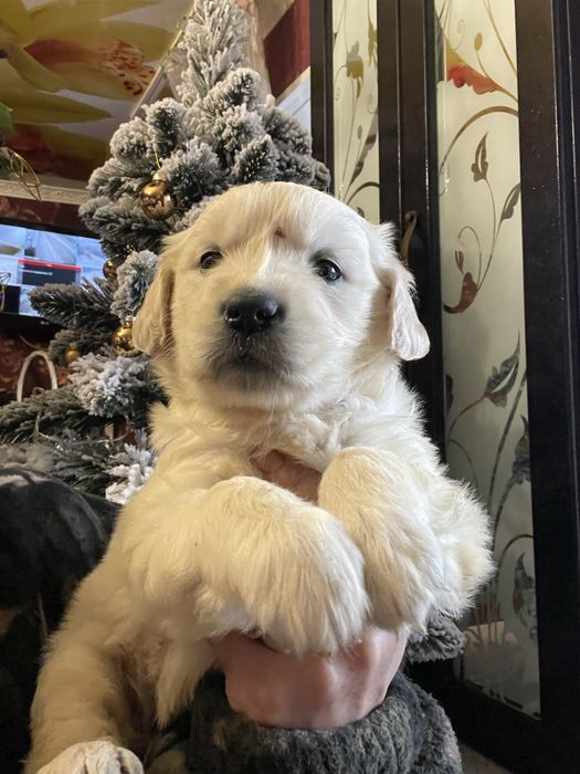 Щенки золотистого ретривера