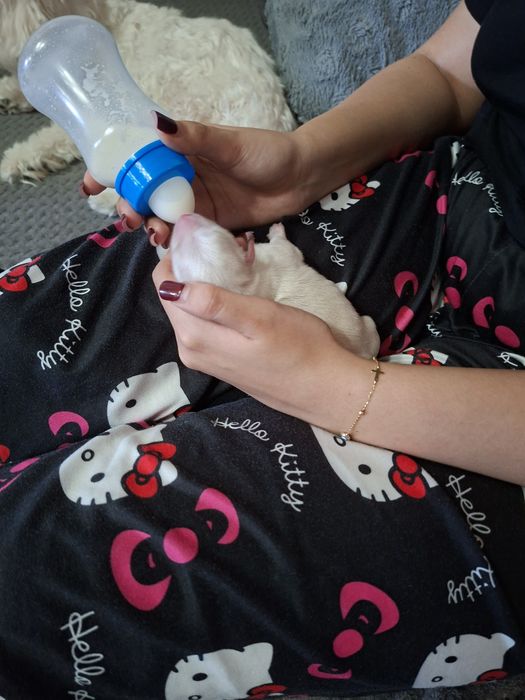 Bichoni  talie mică