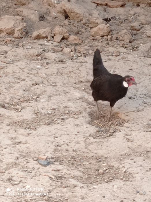 Товук тухумлари  сотилади ветнам.