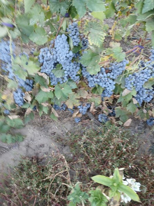 Struguri pentru vin