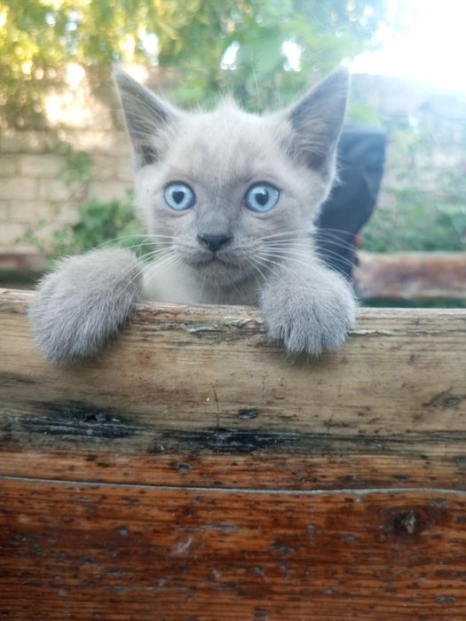 Продам котёнка!Добрым и любящим животных людям!