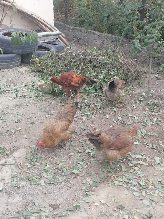 Продам кучинских кур.