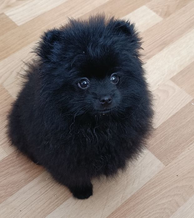 Продается девочка породы Немецкий шпиц