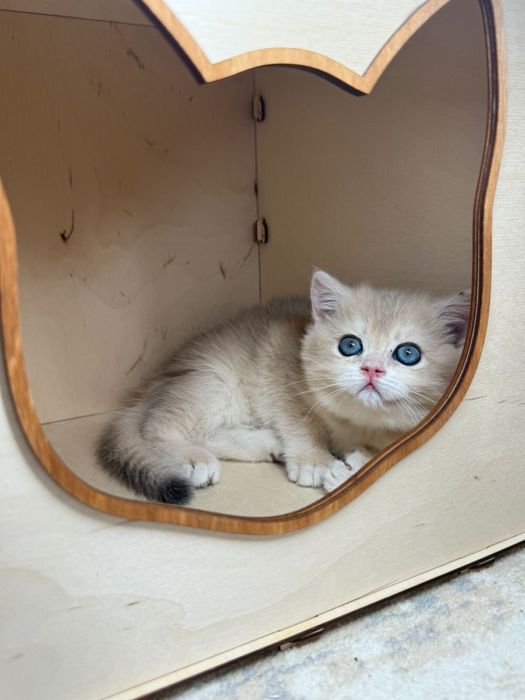 Синие глазки