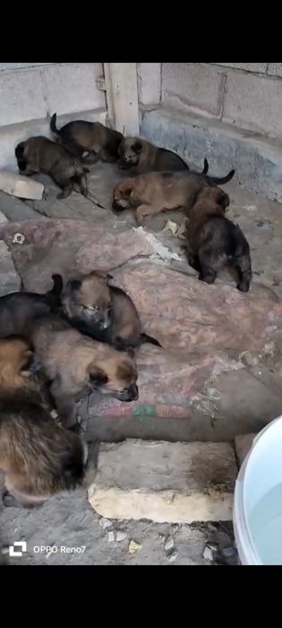 Белгийски овчарка күшіктері