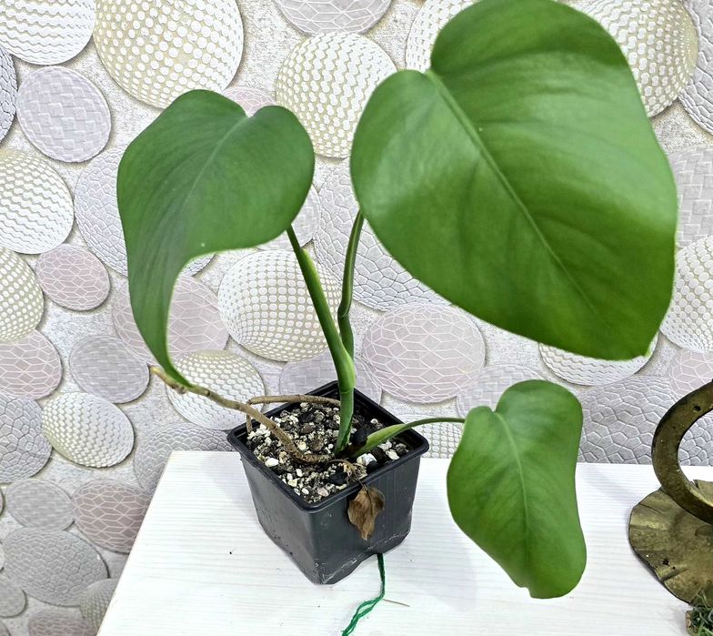 комнатные цветы  драцена..филодендрон. Монстера