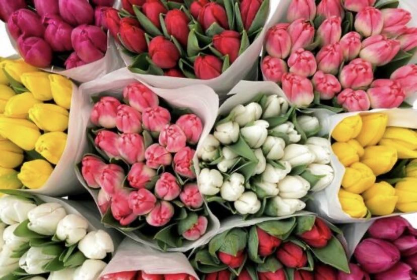 Тюльпаны из голандии