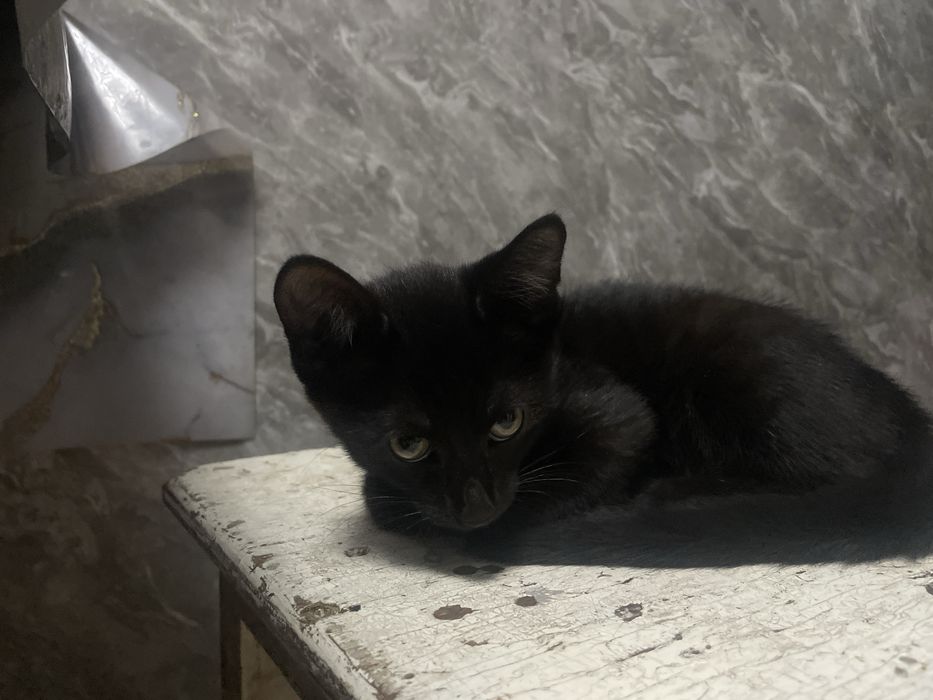 Отдам котят ,приучен накладку