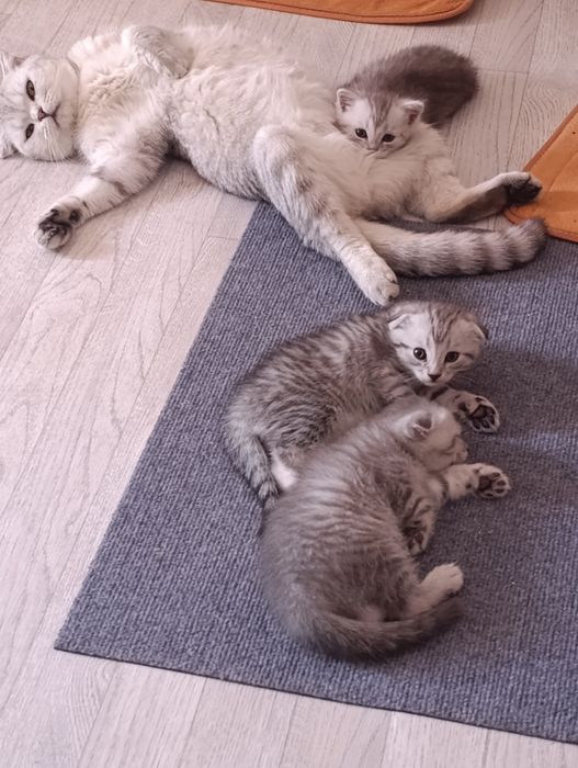 Вислоухие котята