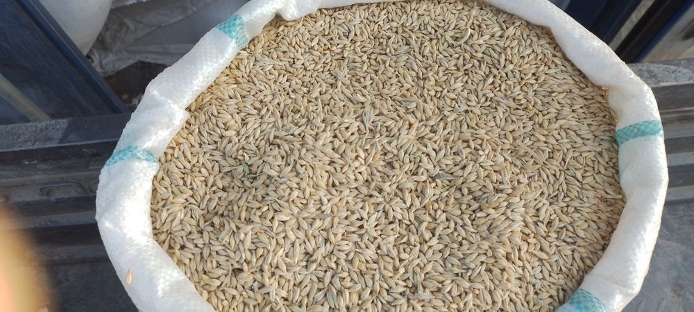 Сербия арпаси 50 60 центнер хосил беради ётиб колмайди Бухоро  ромитан