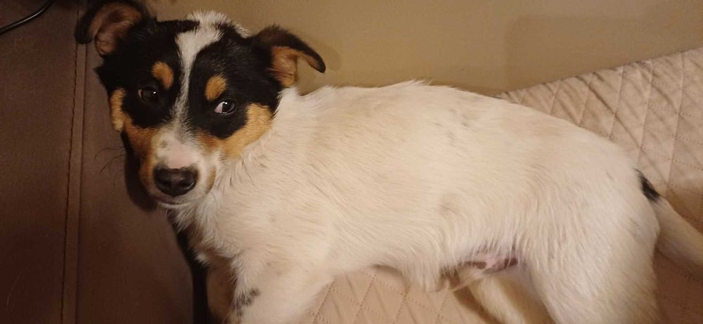 Подаряваме малък джак ръсел на 2м