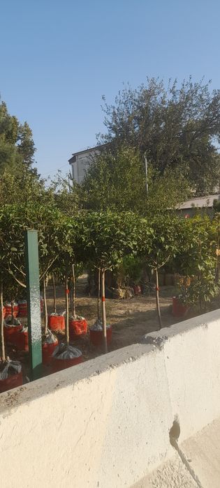 Archa va dekrativni daraxtlar